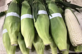 ●北海道産 とうもろこし 白 ●ホワイトレディ ●北海道産 ●10本入り