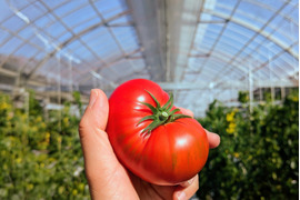 むぎゅっとがっしり！！平均糖度8度以上！個性派！濃旨フルーツトマト（箱入り・約1kg)