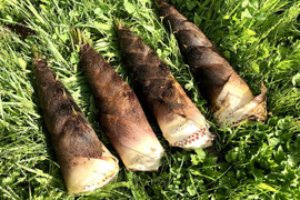 【山形県庄内産】天然・孟宗筍(2kg)孟宗竹のタケノコ・たけのこ・竹の子 - 山形県酒田市八幡地域の里山・大沢産の山菜