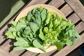 【4種類食べ比べ】菜の花【旬の味】(1.2kg)農薬・化学肥料不使用