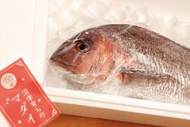 【冷凍】沼津産マダイ1尾 約700g（処理済み）お食い初め・鯛姿焼き・煮付けに！