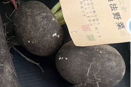 【低農薬】京都美山産 黒大根　1kg(4個前後)