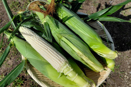 「メチャあま！」北海道から、生でも甘く食べられる白いトウモロコシ10本