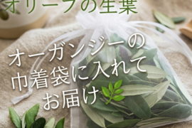 オリーブ生葉300枚 オリーブリーフ🌿オーガンジー袋入り🌿葉っぱ部のみ🌿高い抗酸化、抗菌作用「オレウロペイン」免疫力向上生活習慣病の予防美肌効果☆クッキー、ケーキ、オリーブ茶作り等に☆自然栽培