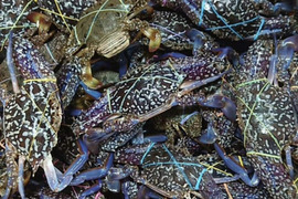 冷凍タイワンガザミ
下処理済　生ハーフカット　鍋、味噌汁、焼きガニなどに直ぐ使えます