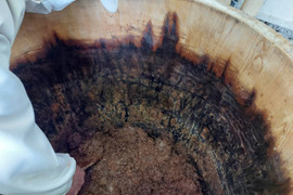 【限定3組】飛騨の生命力の結晶。2190日の沈黙と、日本一の栄養価を贈る「極・コンプリートBOX」