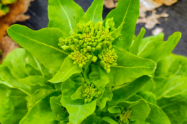 【栽培期間中　農薬不使用】春だけのごちそう！白菜＆野沢菜の菜花セット(60サイズに入るだけ)