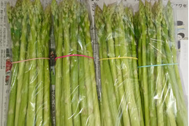 【お盆に届く】アグリットの夏アスパラMサイズ1kg【期間限定】