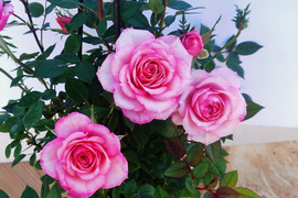 元気を与え、心を明るくするピンクのバラ5号鉢　農家直送