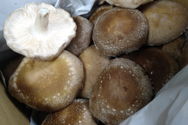 【大容量/訳あり】開いて大きめ！あがまる生しいたけ（菌床）2kg