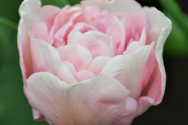 【予約】　マリアージュ　10本　チューリップ　ピンクフリンジ八重　収穫後順発送　※北海道・沖縄県配送不可※