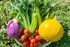野菜の旨味と甘味を感じる「瀬戸牛農園お得な旬の野菜セット(M)5品～7品」化学農薬・化学肥料不使用