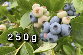 【品種：パトリオット】冷凍ブルーベリー•250g（道産自然栽培）※まとめ買い対応