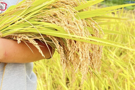 【令和7年 新米】【とまほっぺ】コシヒカリ・精米 5kg｜愛媛・久万高原直送