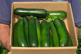 【今が旬！？】沖縄の『冬ズッキーニ』（3kg/約12～15本）