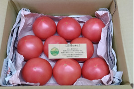 《クール便》 夏の王様トマト🍅赤熟もぎりの【麗月】８〜９玉詰め！＋ 朝もぎキュウリ🥒３本 ６０size箱 約１.６キロ （訳あり）小玉🍅１玉増量♪