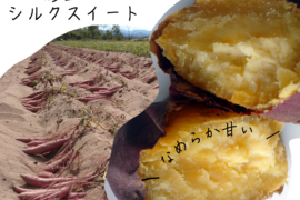 【貯蔵期間 約２か月経過】なめらか甘い砂丘のシルクスイート(３㎏)