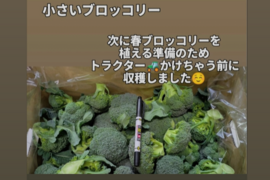 ３キロ入り小さいブロッコリー