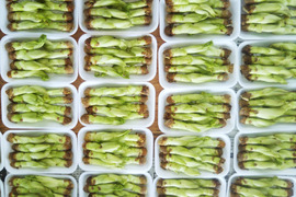 増量サービス品、
春を告げる南国の山菜
タラの芽欲張りセット
タラの芽55gパック入を１５パック
【タラの芽天ぷらのレシピ付き】
収穫始まりました。順次お届けします。