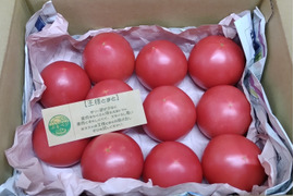 今が旬♪夏の王様トマト🍅赤熟もぎりの【麗月】小玉１１玉詰め！＋ 朝もぎキュウリ🥒３本 ６０size箱 約１.６キロ （訳あり)　小玉🍅１玉増量♪