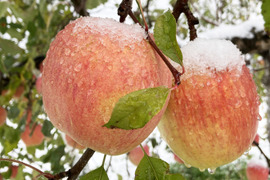 【12月発送】農薬半減栽培低農薬で皮ごとうまい🍎サンふじ🍎3kg【キズなし良品】 葉とらずりんご 旬 化学肥料不使用 特別栽培認証取得