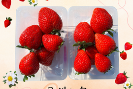 高糖度♡朝採れ直送🍓甘くてジューシー！【とちあいか】2段詰2パック