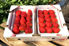 ⑫　真心農園　とちおとめ・あまりん 食べ比べセット【楓】化粧箱２パック入り　形の整った粒厳選
