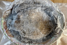 素潜り漁師直送！伊豆の美味しい　アワビ　鮑　あわび -本日の１点物　アワビ　鮑　-60度急速冷凍　5枚で 1299g（傷物、訳あり品）品番X