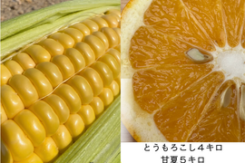 甘いとうもろこし４キロ＆訳アリ木成り完熟甘夏５キロ【農薬化学肥料不使用】