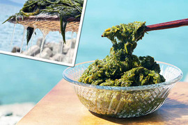 【冬のごちそう、海の恵み】ネバネバ海藻 アカモク ３０個セット
