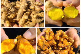 【お試しセット】沖縄県産 秋ウコン&春ウコン(各400g)800g【全国送料一律360円】