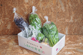 【規格外増量】オーガニック野菜「シェフSセット」 しあわせ野菜畑