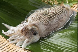 秋田県産　コウイカBOX （急速冷凍）