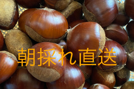 旨味しっかり！朝採れ『熊本県産和栗』2Kg