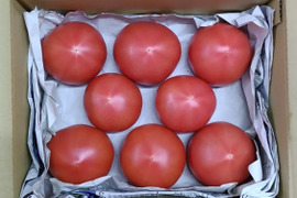 【夏の食卓セット】切って冷やせば、もう一品。赤熟もぎ『豊潤とまと』と朝もぎキュウリの夏箱