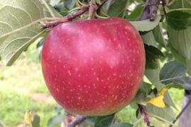 🍎日テレDayDay出演話題沸騰🍎女性に選ばれる食べる腸活“ちょうどいい『小玉サンふじ』お試し特価キャンペーン