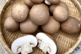 料理王国100選2024"優秀賞"に選出★【八幡平マッシュルーム ブラウン】 1kg