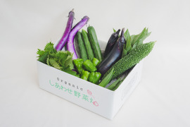 旬の有機野菜Sセット　しあわせ野菜畑（有機JAS）