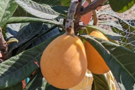 「甘くて！ジューシー🍋」枇杷 (なつたより)　大玉２Ｌサイズ２０個入（贈答用）