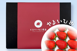 【ギフト・贈答用】とっても甘〜い大粒いちご！ぐんまが誇るやよいひめ！