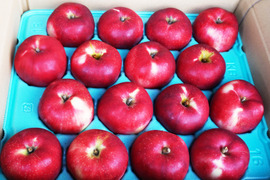 特選🍎贈り物にも！希少品種「彩香」5kg 節減対象農薬・化学肥料不使用で安全・安心のりんごです。