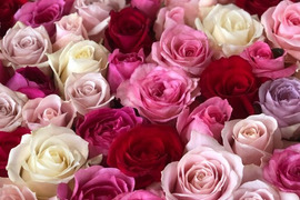 母の日特別なプレゼント！　ローズバス　薔薇風呂