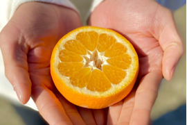 【柑橘食べ比べ】伊予柑2kg ＋ ポンカン2kg