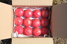 ５月だけ限定販売♪赤熟もぎりの【王様トマト】小玉の１２玉詰め！約１.２キロ箱