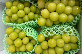 【家庭用】　山梨県産　シャインマスカット 4房