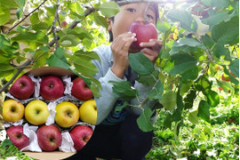 サンふじ＋シナノゴールド　家庭用　1.8~1.9キロ【小玉りんご】葉取らず・JA基準より60％減の低農薬栽培【りんご食べ比べ】