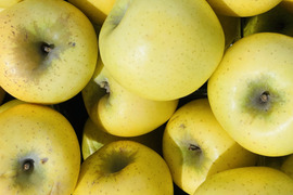シナノゴールドミニ小玉ちゃん28～34玉（約5㎏）
信州長野産　シャキシャキの黄りんご　バラ詰めでタップリお届け