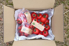 一箱で二度美味しい♪ぶるベジこだわり🍅【華おとめ】+【季節のとまとMix】１㌔箱　＋　イボイボきゅうり🥒付き