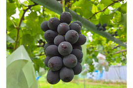 家庭用　長野県産　種無し巨峰　１kg