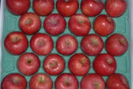 今目覚めた　シナノスイート5キロ　14～18玉　秋田県からすぐに食卓へ